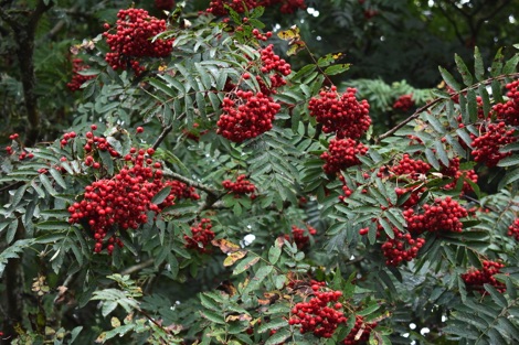 Rowan berries